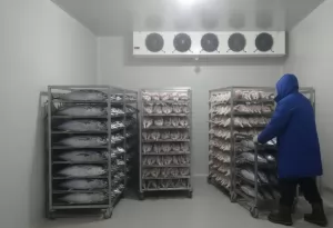 Teknik Pembekuan Ikan Tongkol dengan Air Blast Freezer